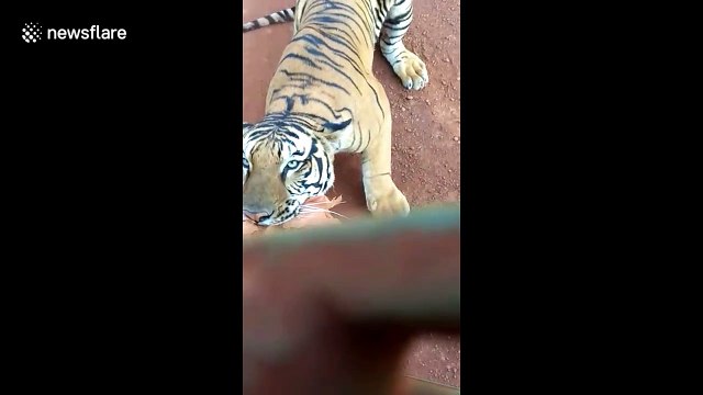 Determined tiger chases after safari bus packed with tourists in central India