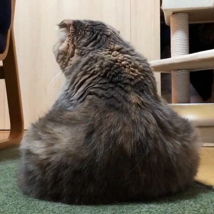 collection of cute cats #21
