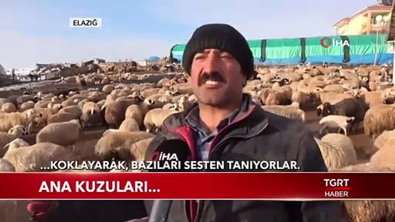 Kuzular Anneleriyle Buluştu