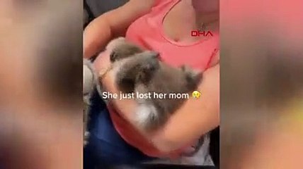 Öksüz koala, oyuncak ayıyı annesi zannetti