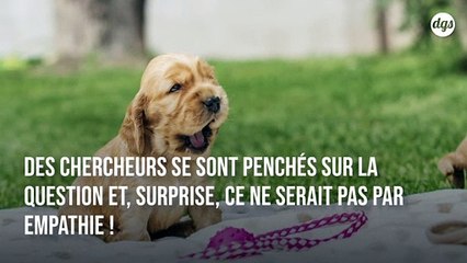 Les chiens imitent le bâillement des humains même quand il s'agit d'inconnus