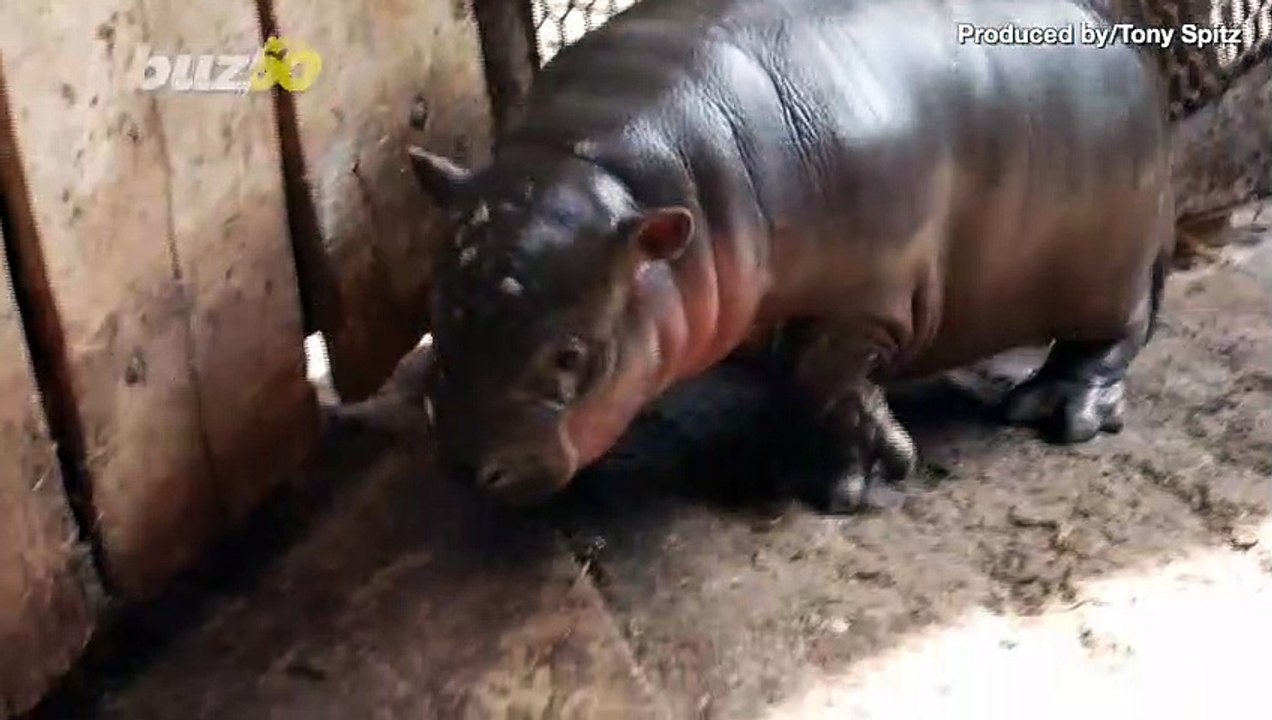Newborn Pygmy Hippo Shown off at Hungarian Zoo...