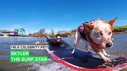 I'm a Celebrity Pet! Skyler is a surf champ, therapy dog and best bud