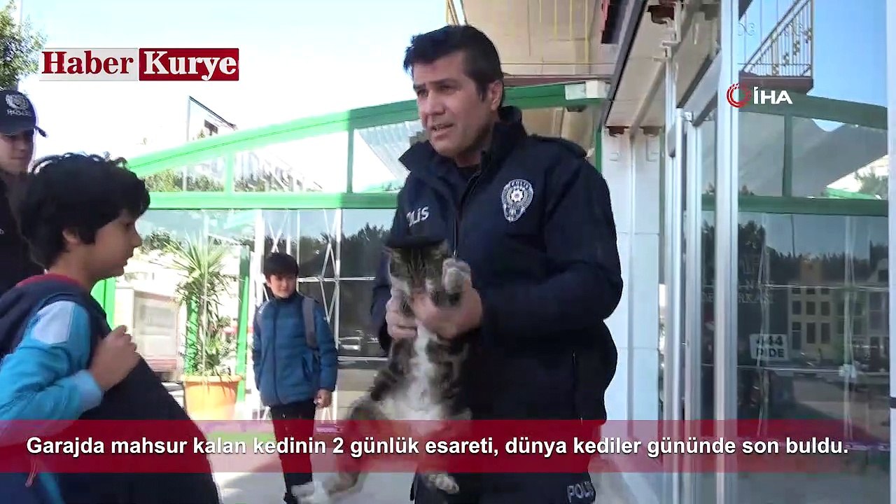Dünya Kediler Günü'nde Kurtuldu