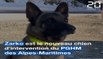 À la recherche de victimes d'avalanche avec Zarko, le chien sauveteur du PGHM des Alpes-Maritimes