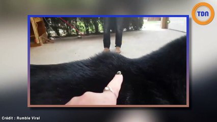 La rencontre d'un bébé berger allemand et d'un Husky va vous faire pleurer