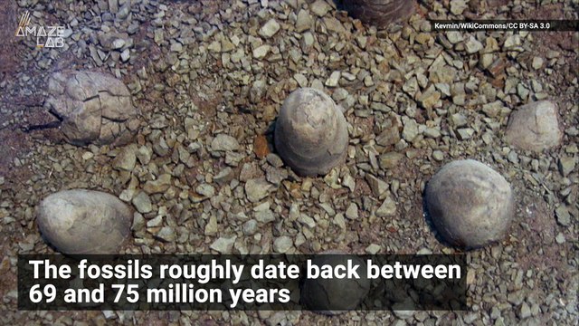 Eggshell Fossils Give New Insight into Debate Over Dinosaurs’ Blood