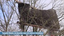 Tempête Dennis: un plancher dans les arbres à Gembloux