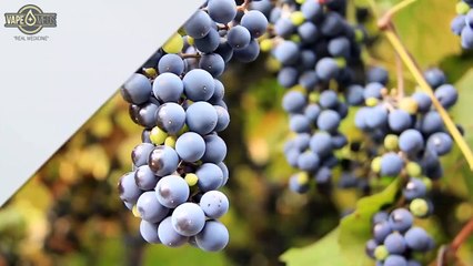 Blackberry Kush  Strain Review Vapemeds