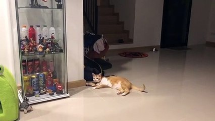 Cat Knows a Cool Trick