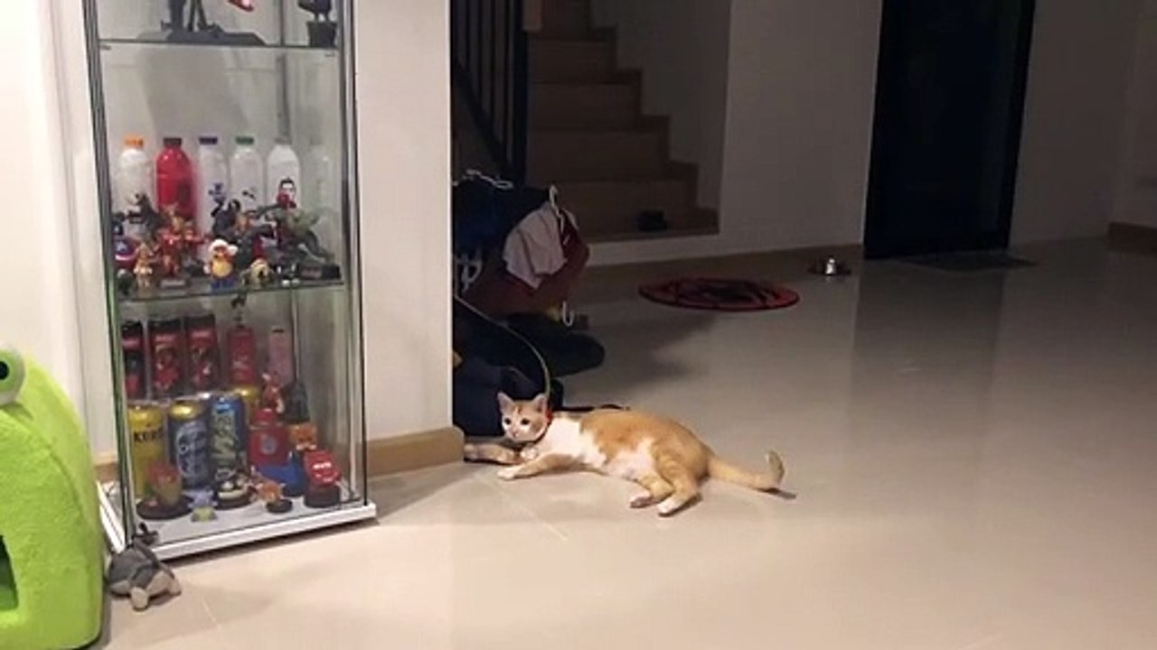 Cat Knows a Cool Trick