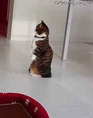 Cute Kitty Likes to Balance on Back Legs