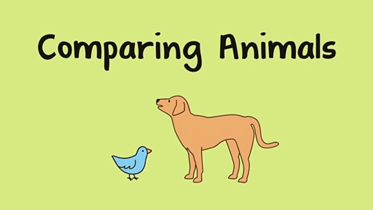 Comparing_Animals(1080p)