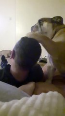 British Bulldog Keeps Asking for Kisses