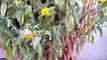 How to collect seeds of calandula/calendula...