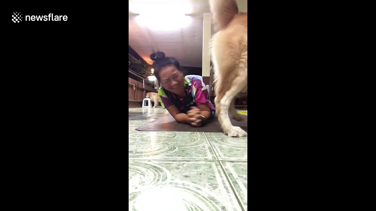 Pet dogs distract woman from her Yoga workout