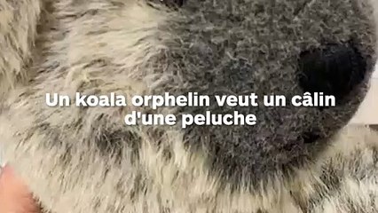 Un koala orphelin cajole une peluche comme sa maman