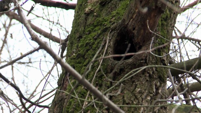 Ungheria: abbattuti gli alberi di un'area protetta