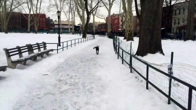 Il n'aurait pas du se moquer de son chien qui chute sur le verglas