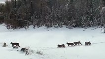 Une famille de lynx traverse l’autoroute sous leurs yeux