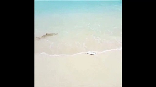Ce requin est prêt à tout pour attraper sa proie... même à sortir de l'eau