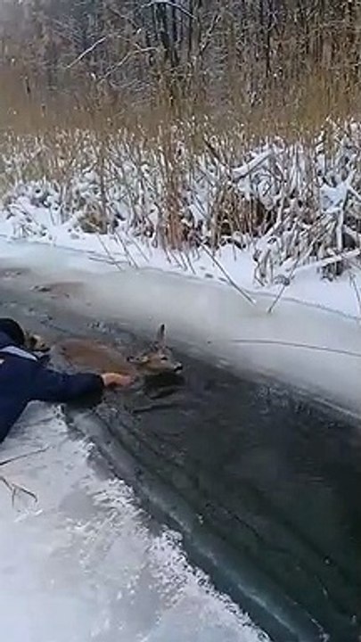 Rescuing a Roe Deer from Icy Stream