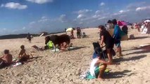 Horses Casually Stroll through Crowds of People on Beach