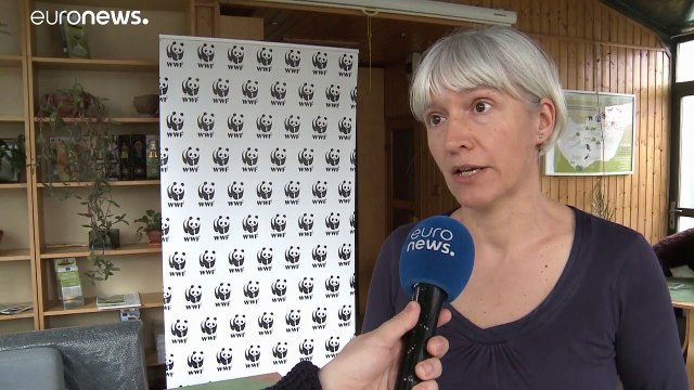 В Венгрии вырубили старый лес