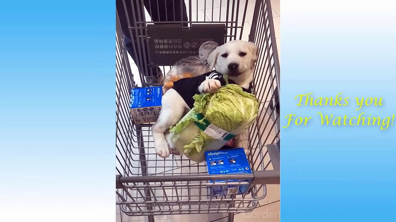 Cute Pets And Funny Animals Compilation