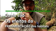 Quais são os efeitos da FRAGMENTAÇÃO de habitat?