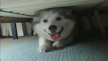 malamute-corgi mix dog : DOG WAKES UP AFTER SLEEPING UNDERNEATH OWNER'S BED