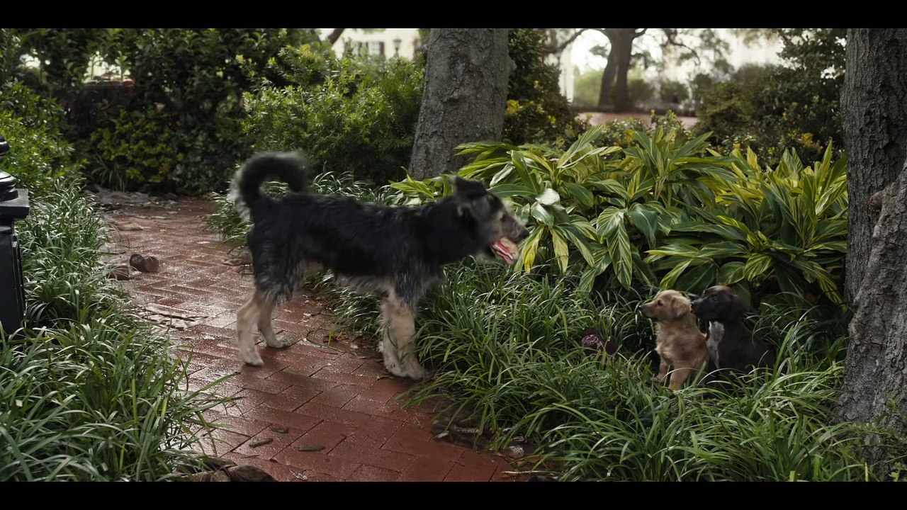 Lilli e il Vagabondo Trailer