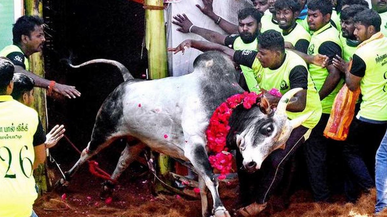 Salem Thammampatti Jallikattu 2020  | தம்மம்பட்டியில் ஜல்லிக்கட்டு கொண்டாட்டம்