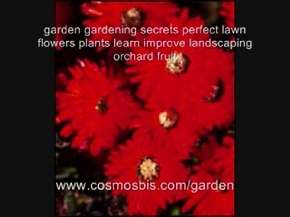 garden gardening secrets perfect lawn flowers plants learn i