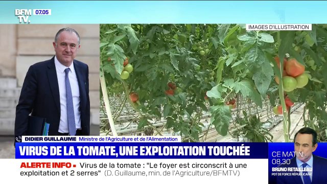 Virus de la tomate: le ministre de l'Agriculture Didier Guillaume assure qu' aucune tomate ne sort de l'exploitation touchée