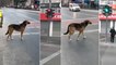 Viral Video : Dog Following Traffic Rules
