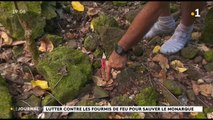 l’épandage, un outil efficace contre les fourmis de feu ?