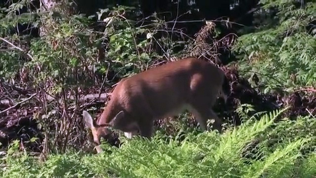 African Wild Dogs vs Crocodile  Impala Stuck Between Crocodile and Hungry Wild dogs