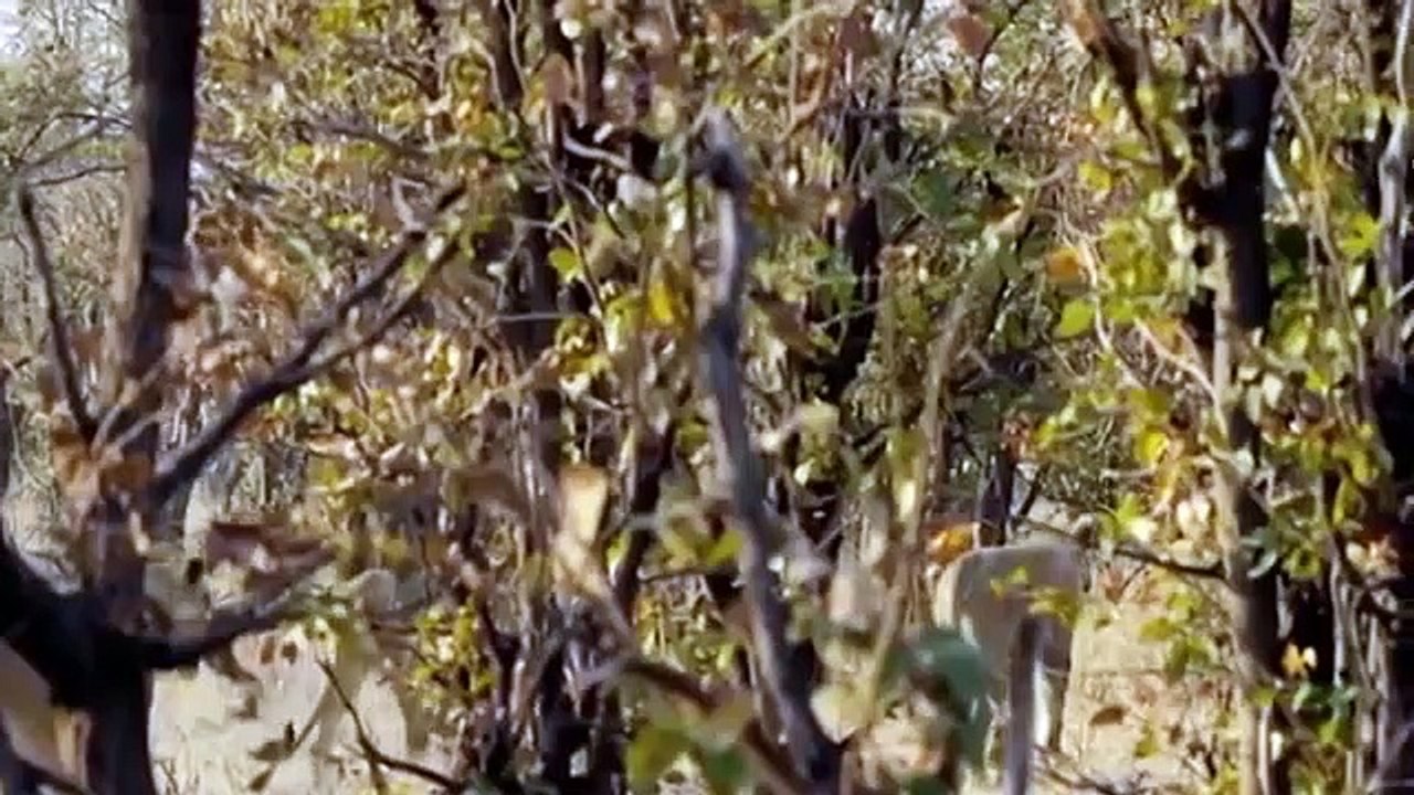 A lucky day of The Elephant vs Lion Real Fight  Lion attacks Animal fight back Nature Wildlife