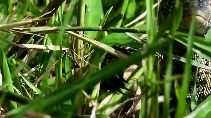 Amazing Birds Protect Crocodile Eggs From Monitor Lizard Hunting  Animals Save Other Animals