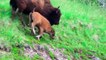 Amazing Bison Save Baby From Wolf Hunting . Buffalo Bison vs Wolf  Aniamals Save Another Animals