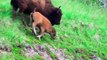 Amazing Bison Save Baby From Wolf Hunting . Buffalo Bison vs Wolf  Aniamals Save Another Animals