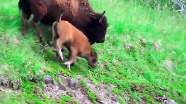 Amazing Bison Save Baby From Wolf Hunting . Buffalo Bison vs Wolf Aniamals Save Another Animals