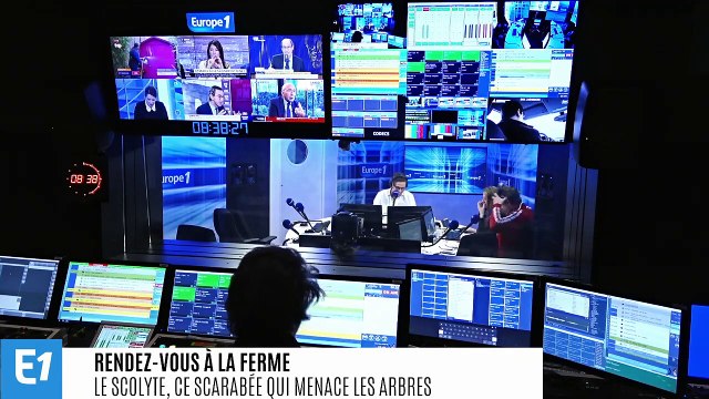 Scolyte : le nouveau fléau des forêts à cause du réchauffement climatique