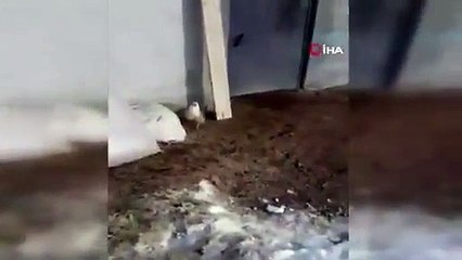 Tavuklarını yemek isteyen tilkiyle sohbet etti: Kızım bunlar bizim tavuklar sana yedirmeyiz