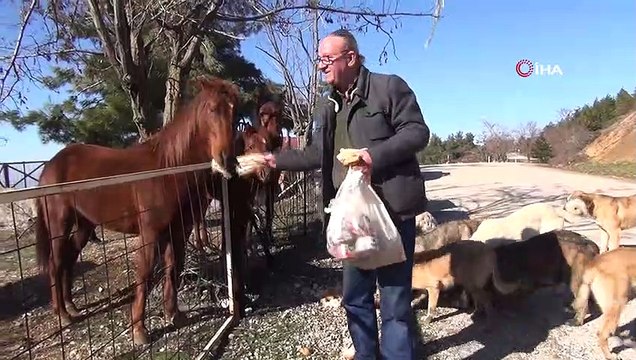 Spil'in yılkı atları ve yaban köpekleri, onun yolunu gözlüyor