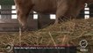 Les éleveurs préparent leurs bêtes pour le Salon de l'agriculture