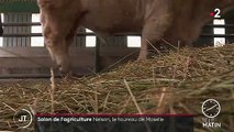 Les éleveurs préparent leurs bêtes pour le Salon de l'agriculture