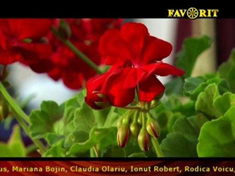 Niculina Gherghelau Mitria - Maicuta cu sortu-n brau (M-am dus cu dorutu-n lume - Favorit TV - 27.03.2017)