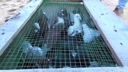 Posta güvercinleri 'eve dönüş' antrenmanıyla yarışlara hazırlanıyor - KAHRAMANMARAŞ